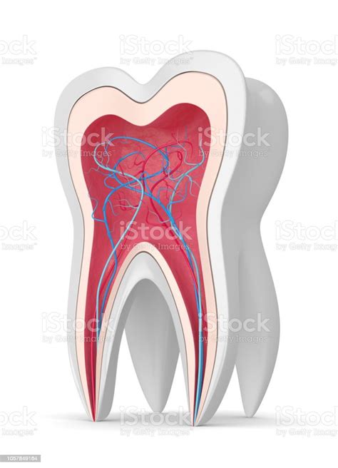 3d Render Of Tooth With Nerves And Blood Vessels Stock Photo Download