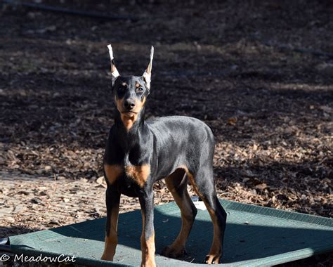 Some New Photos Doberman Forum Doberman Breed Dog Forums