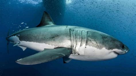 Af sara lunde dinesen , opdateret 3. 70 procent af verdens hajer er forsvundet: 'Vi er tæt på det punkt, hvor nogle arter ikke kan ...