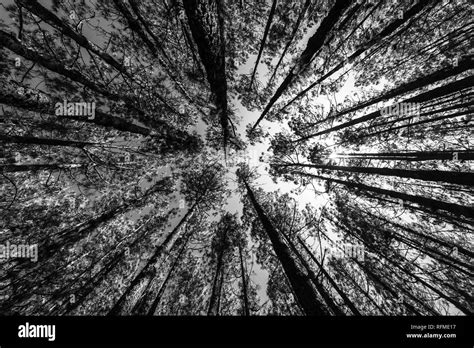 The Sky Through Relict Pines In The Highland Forest More Than 2000