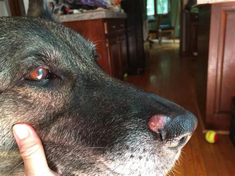 What Do Think Of This Spot On Her Nose German Shepherd Dog Forums