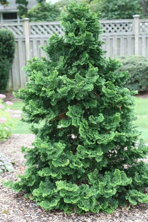 Dwarf Hinoki Cypress Chamaecyparis Obtusa