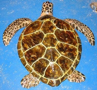 Apply a light amount of turtle shell conditioner to a polishing cloth. Small Loggerhead Turtle | Sea turtle shell, Turtle, Turtle ...