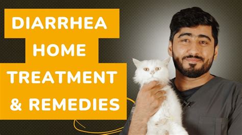 Cat Diarrhea Medication And Home Remedy Cat Diarrhea Treatment
