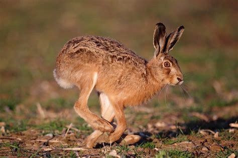 Brown Hare Running Close At Sunset Spring Time Suffolk Lepus