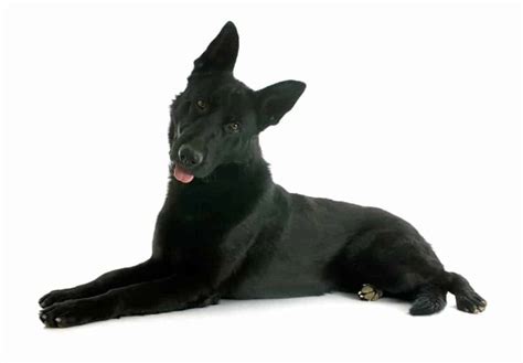 9 Cool Facts About Black German Shepherds You Didnt Know World Of Dogz