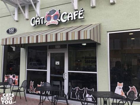 Sharing your home with a cat is one of life's great joys, for you and for the cat. Cat Nutrition Seminar at the Orlando Cat Cafe - Cats Herd You