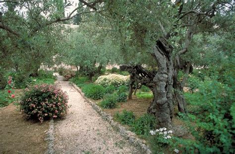Today, garden of gethsemane is a catholic monastery with a garden of eight olive trees (above), including a few that are said to be 2,000 years old and still bear olives. Ecce Homo