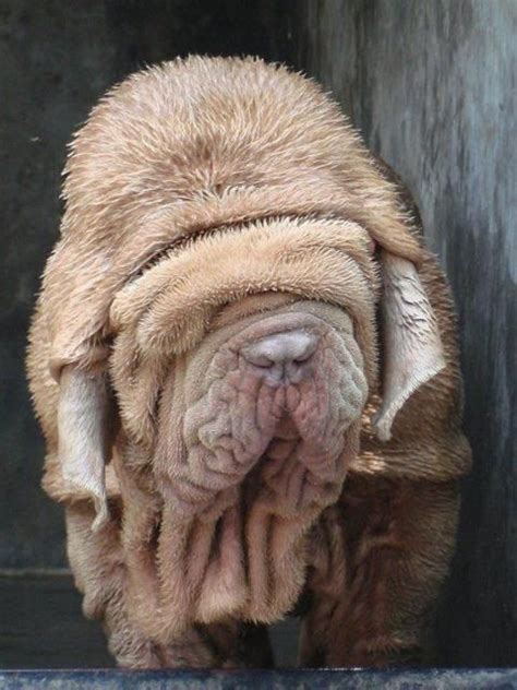Why Are Some Dogs Wrinkly