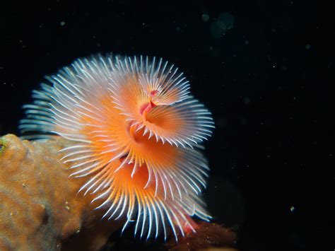 10 Weird Looking Sea Creatures Daily Sabah