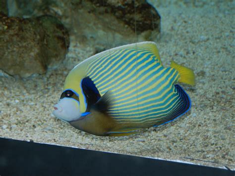 The Online Zoo Emperor Angelfish