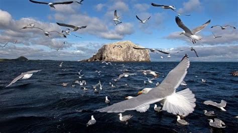A Flock Of Seagulls Flying Over The Ocean With A Rock In The Background