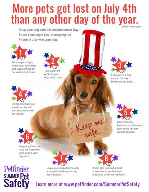 Keep Your Pets Safe This 4th Of July Season Everything South City