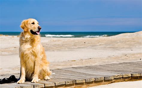 Nature Animals Dogs George Petty Golden Retriever Beaches