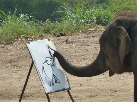 Fileelephant Show In Chiang Mai P1110469 Wikimedia Commons