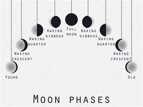 The Phases Of The Moon Lunar Phase Moon Stages Vector Illustration
