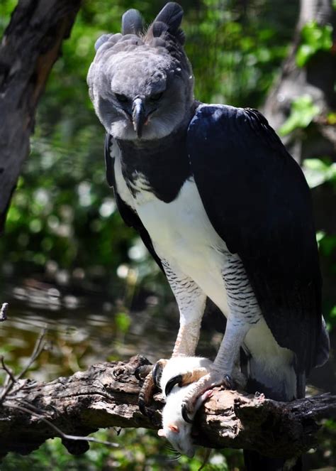 Aguila arpia / harpy eagle. Águila harpía, un ave gigante que parece un humano ...
