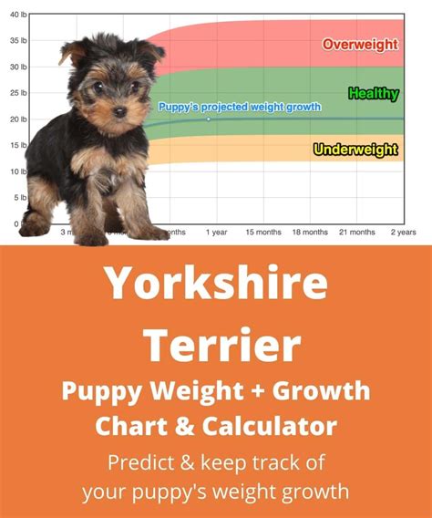 Yorkie Weightgrowth Chart 2024 How Heavy Will My Yorkie Weigh The