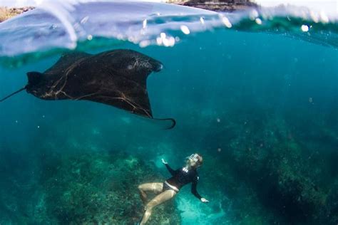 Diving In Indonesia With The Majestic Manta Rays Bali Dive Resort