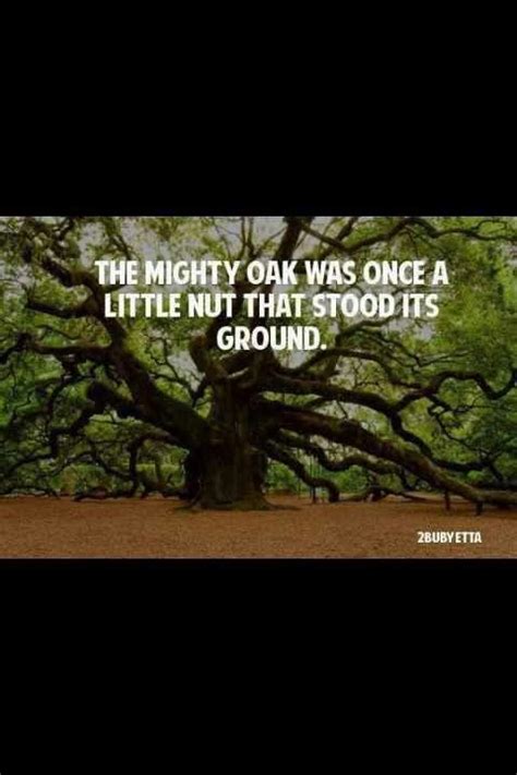 Well you're in luck, because here they come. Mighty Oak Tree Quotes. QuotesGram