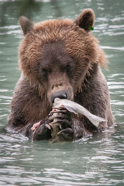 chilkoot bear a celebration of the life of speedy