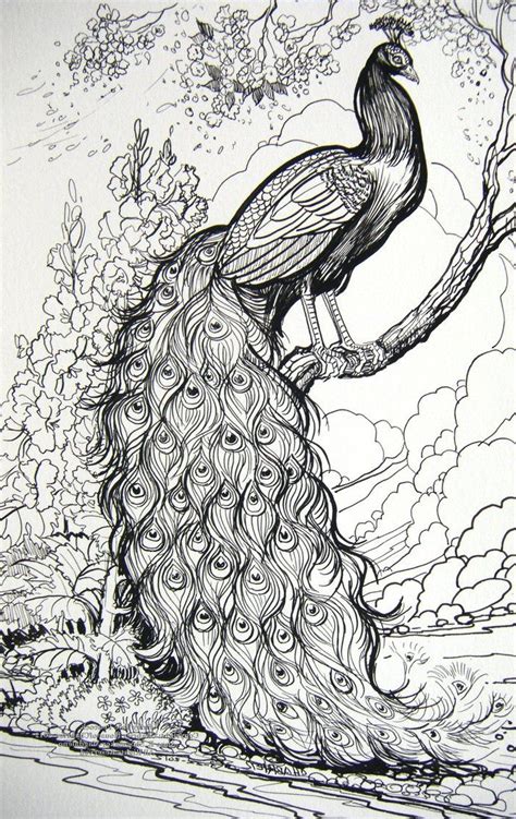 Peacock Pencil Drawing
