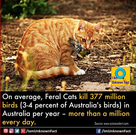 Cats Kill More Than A Million Birds Every Day In Australia Feralcat