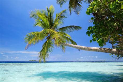 Palm Tree Extending Leaning Over Blue Ocean Photo Photograph Beach