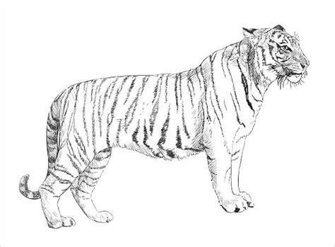400 Tigre De Bengala Blanco Ilustraciones De Stock Gráficos