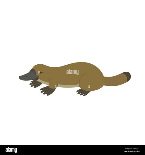 Cute Cartoon Platypus Isolated On White Background Stock Vector Image