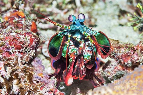 Peacock Mantis Shrimp Photograph By Georgette Douwmascience Photo Library