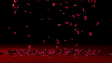 Rose Petal Falling Rose Background Dmax Youtube