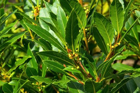 We did not find results for: Recognizing Edible Bay Leaves: Can You Cook With All Bay ...