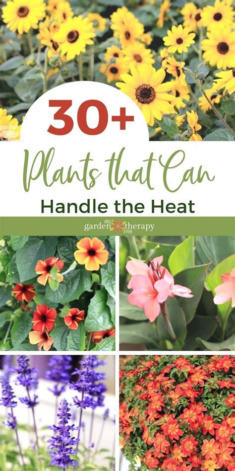 Heat Tolerant Plants That Love The Sun Garden Therapy Heat Tolerant