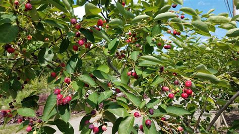 Serviceberry Season Is Here In Western Pennsylvania Tree Pittsburgh