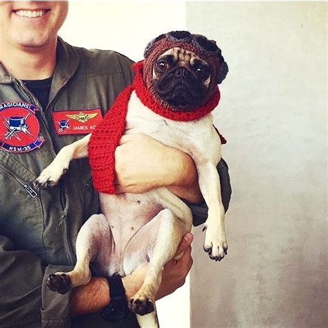 All You Need Is Pug On Instagram Oh My Pugness Bettyloupug Shows