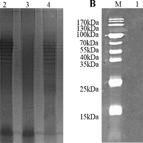 Characterization Of The Bacterial LPS A Silver Staining B Western