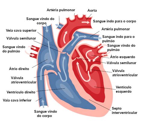 Coração Humano Características Partes Batimento