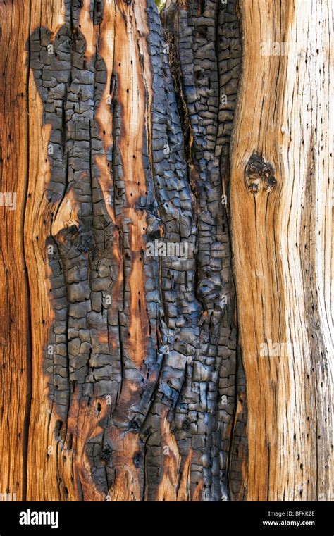 Bristlecone Pine Pinus Longaeva Detail Of Ancient Wood Textures