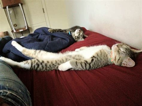 16 Funny Sleeping Position Of Cat And Kitten