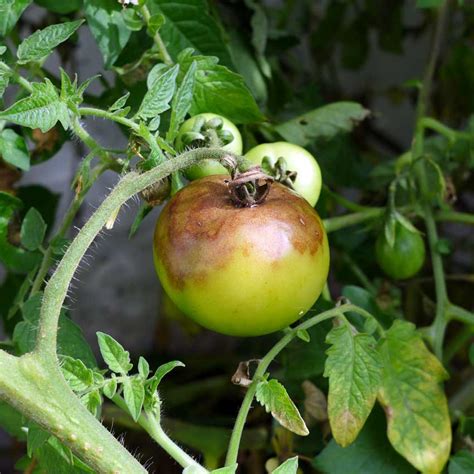 Tomato Blight Diary Of A Brussels Kitchen Garden