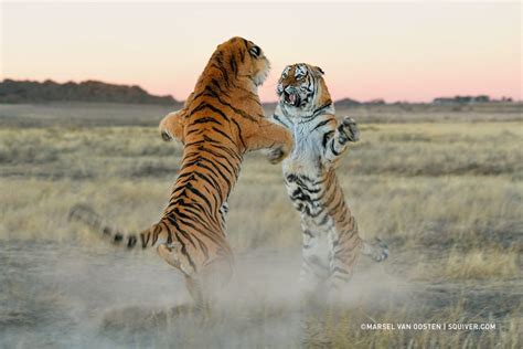Magnificent Photos Of Tigers Memolition