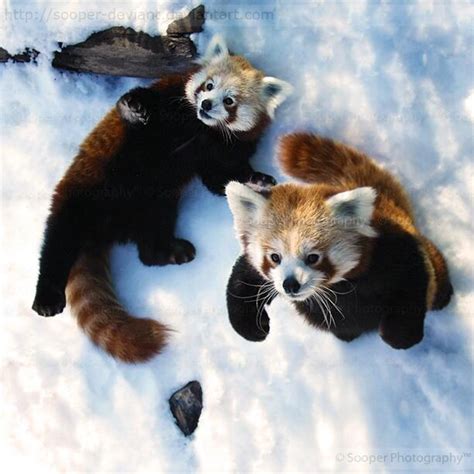 Stunning Wildlife On Twitter Red Pandas Playing In The Snow Such