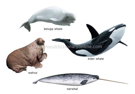 Mammals Sea Pets Lovers