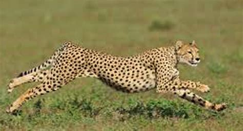 What Is The Fastest Animal On Land Answers