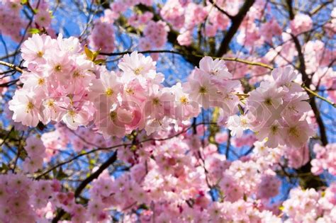 Japanese Cherry Tree Sakura Blossombeautiful Pink Cherry Blossom