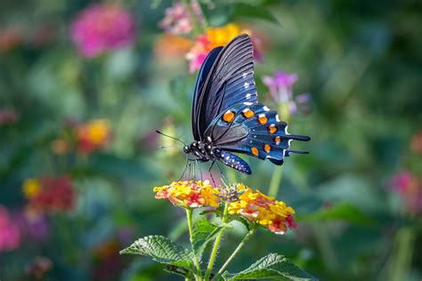 Exotic Butterflies Wallpapers Top Free Exotic Butterflies Backgrounds