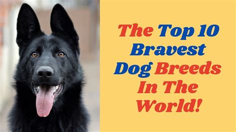 What Is The Bravest Dog In The World The Top 10 Bravest Dog Breeds
