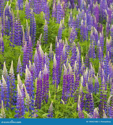 Background Of Purple Wild Lupine Flowers Stock Image Image Of Plant