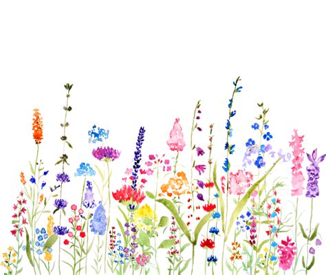 Watercolor Painting Of Colorful Wildflowers On White Background